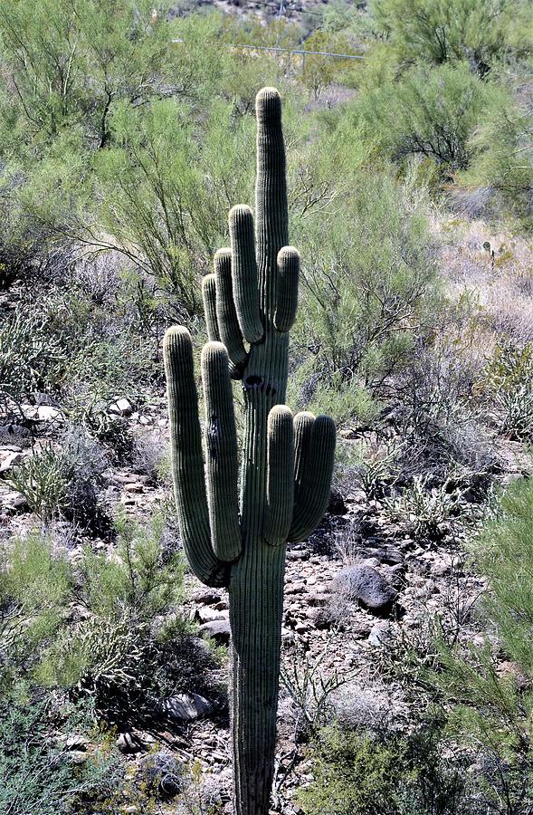A Single Saguaro Cactus Photograph by Warren Thompson