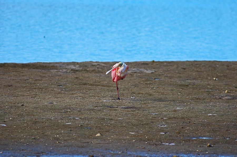 A Single Spoonbill Photograph by Michiale Schneider