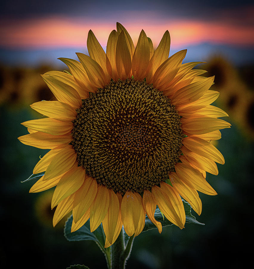 A single sunflower closeup at dusk Photograph by Phillip Rubino