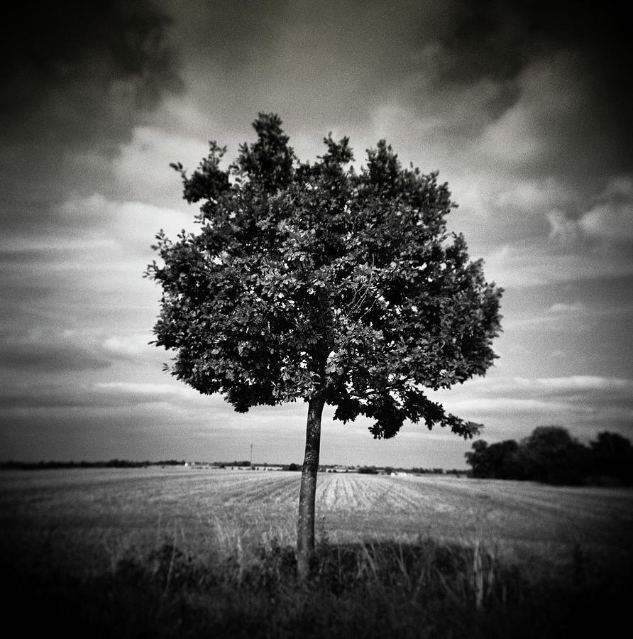 A Single Tree In A Field With Cumulous Photograph by Paul Cooklin