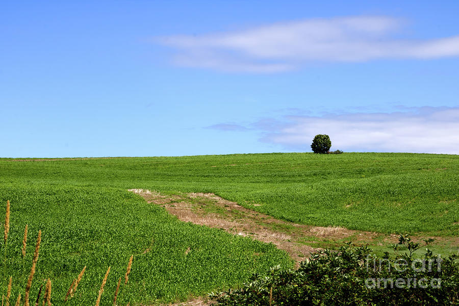 A Single Tree In The Middle Of An Empty Field Photograph