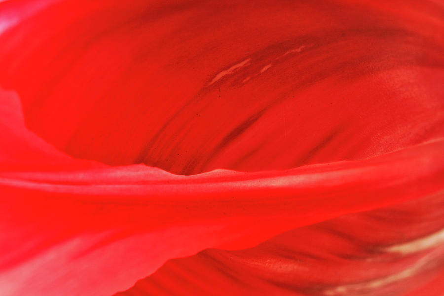 A Single Tulip Petal Photograph by Kevin Schwalbe