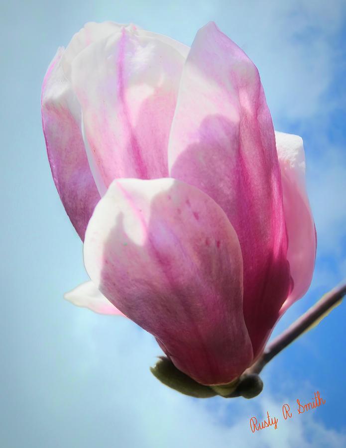 A single tulip tree blossom. by Rusty R Smith A single tulip tree blossom. by Rusty R Smith