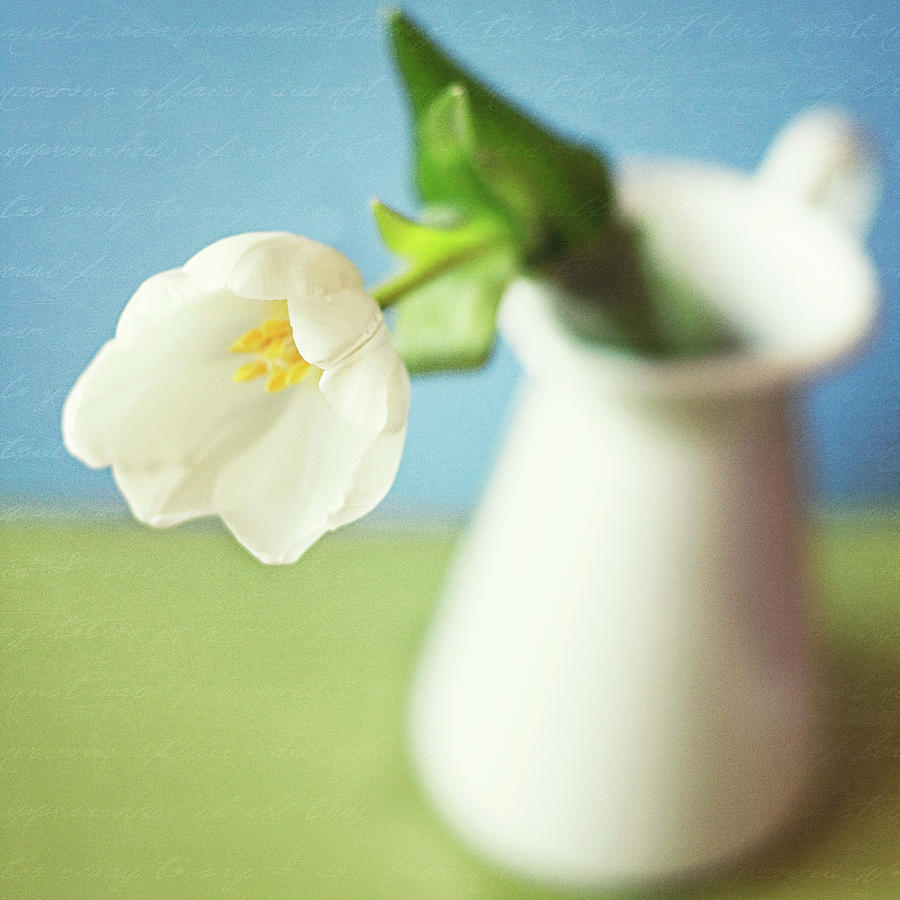 A Single White Tulip Photograph by Images By Debbie Wibowo