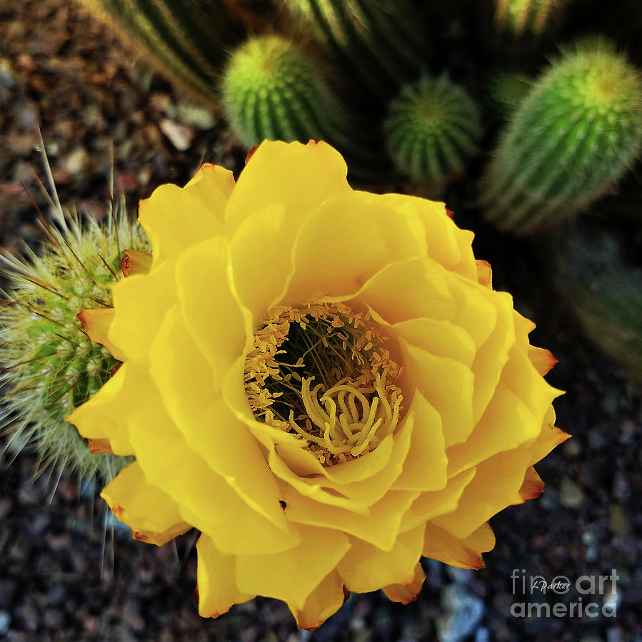 A Single Yellow Bloom Photograph by Linda Parker
