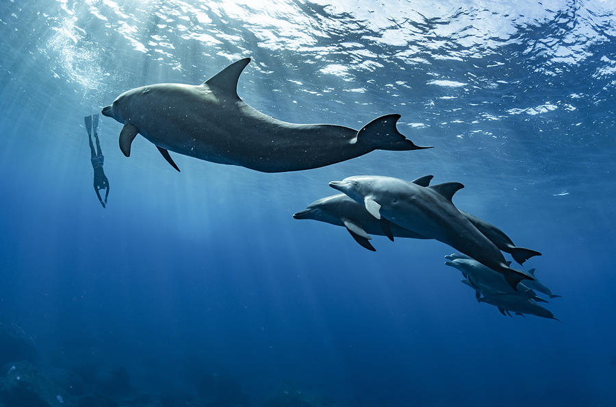 A Skin Diver And Dolphins Photograph by Daisuke Kurashima