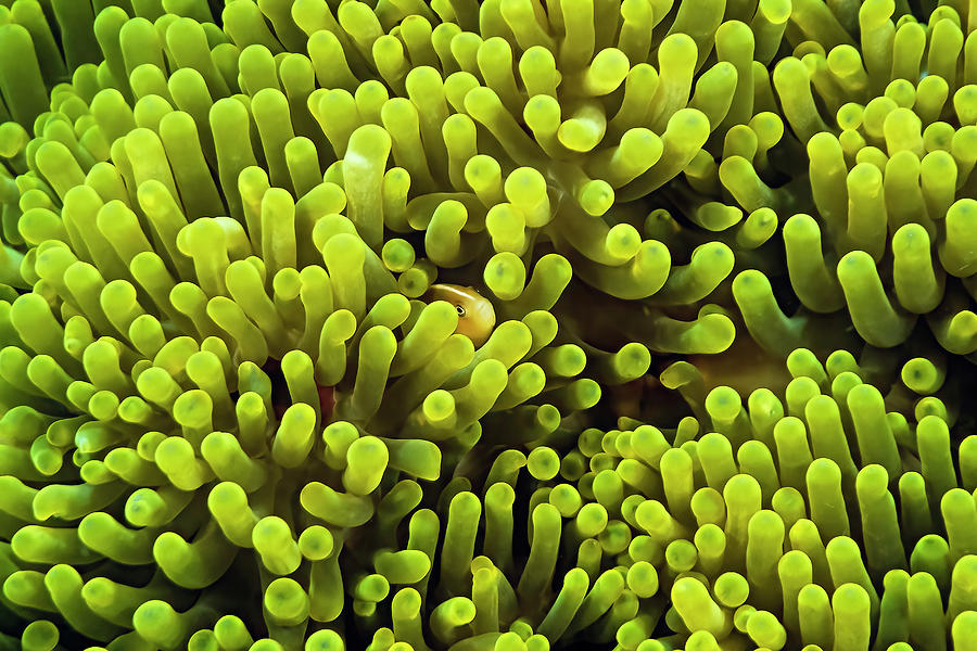 Finding Nemo Photograph - A Skunk Anemonefish (amphiprion Akallopisos) In A Host Anemone by Cavan Images