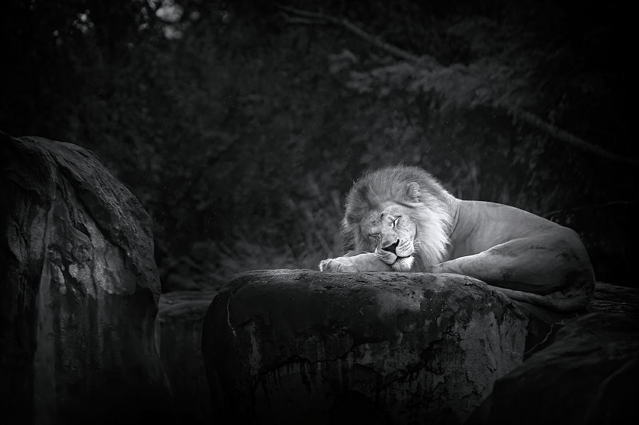 A Sleeping Lion Photograph by Mark Andrew Thomas
