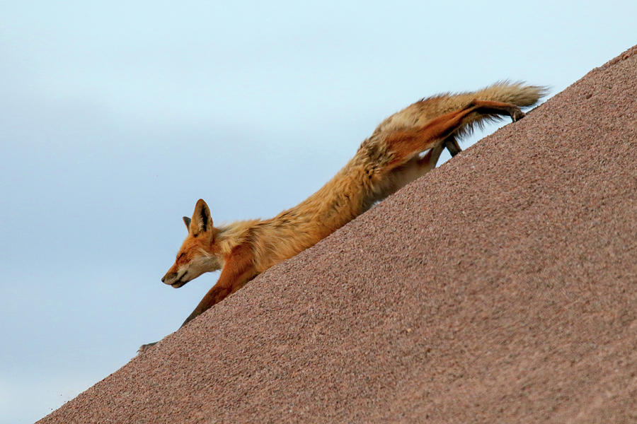 A Slide Fox Photograph by Brook Burling