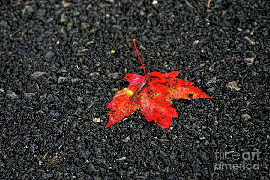 A Slight Taste of Autumn Photograph by Joan Bertucci