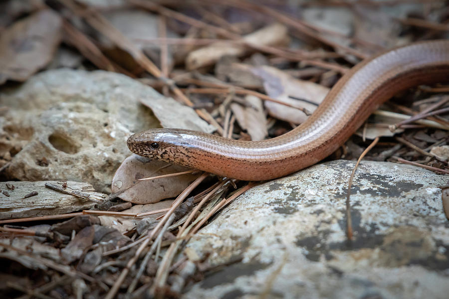 A slow-worm between stones and pine needles Photograph by Stefan Rotter ...