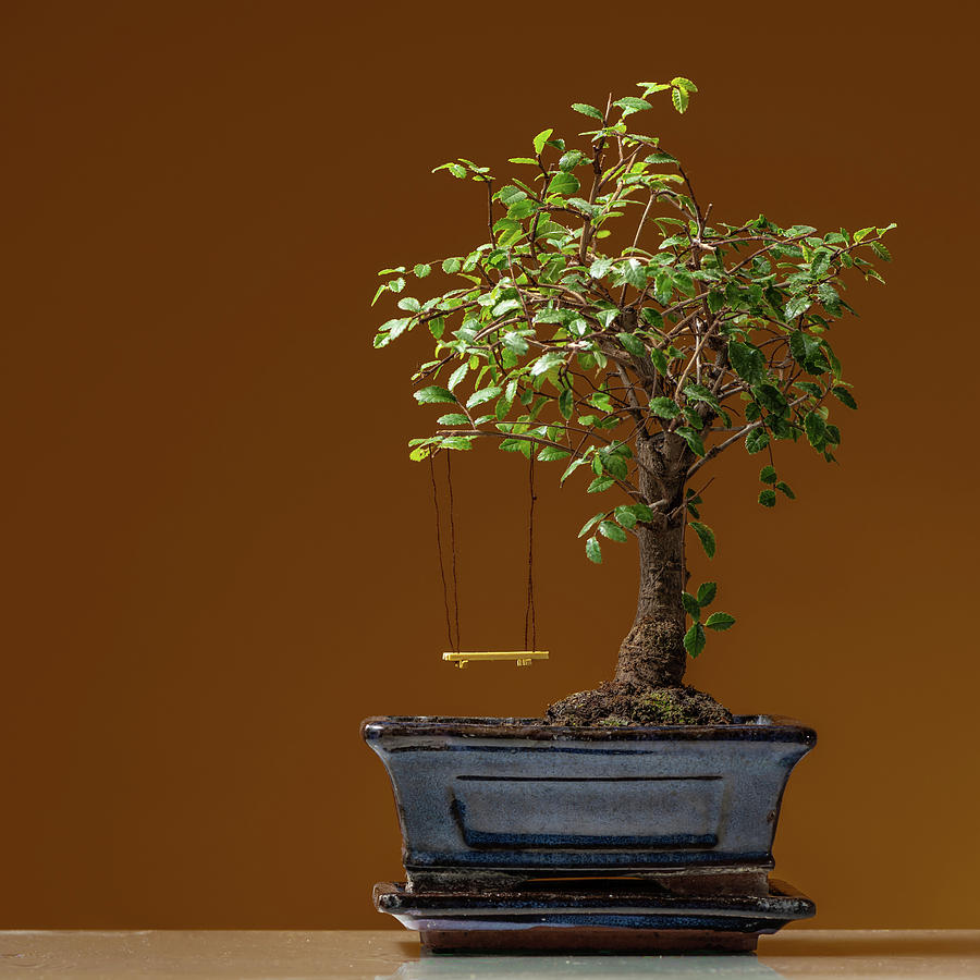 A Small Bonsai Tree Planted In A Black Pot With Yellow Swing Photograph