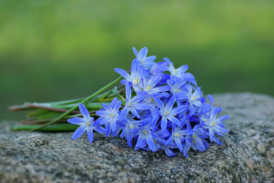 A Small Bouquet Of Alpine Squill Photograph by Angelica Linnhoff
