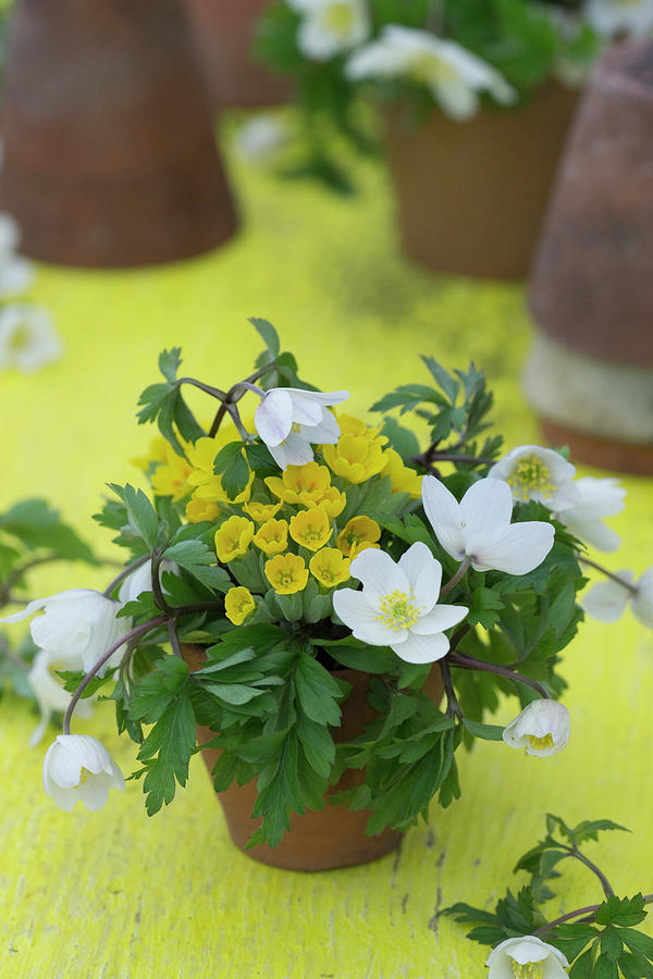 A Small Bouquet Of Cowslip And Wood Anemone Photograph by Martina Schindler