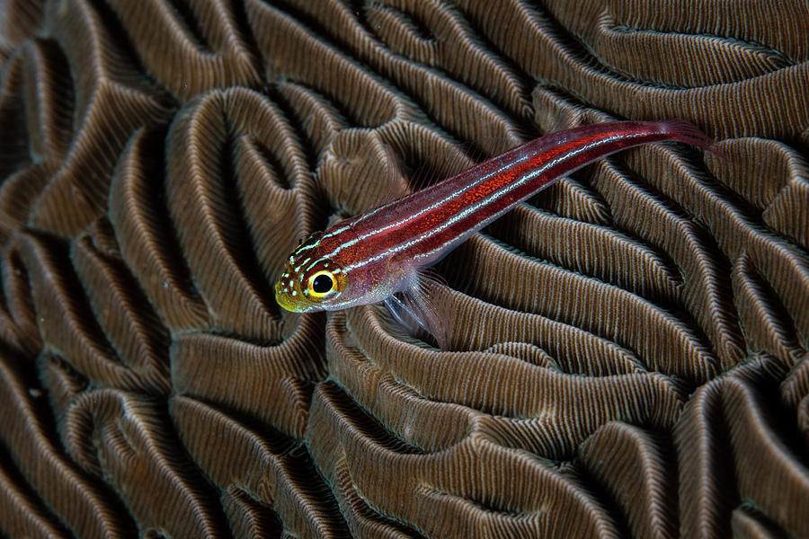 A Small, Colorful Goby Sits On A Coral Photograph by Ethan Daniels