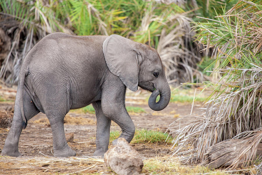 A Small Elephant Is Walking, On Safari In Kenya Photograph by Cavan