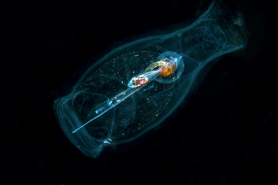 A Small Fish In A Pelagic Tunicate Photograph by Bruce Shafer