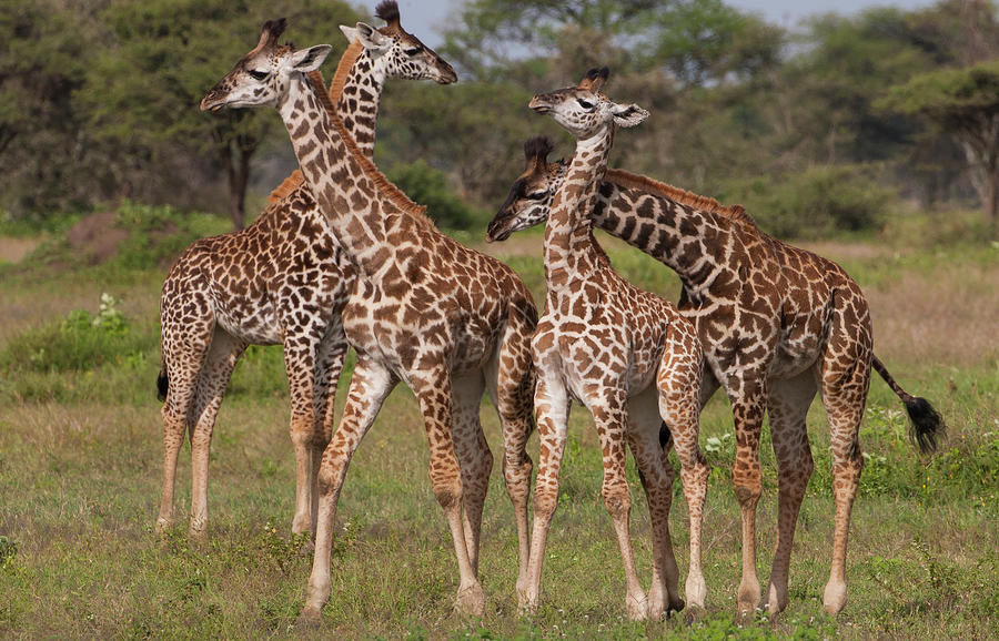 A Small Group Of Masai Giraffe Photograph by Mint Images - Art Wolfe