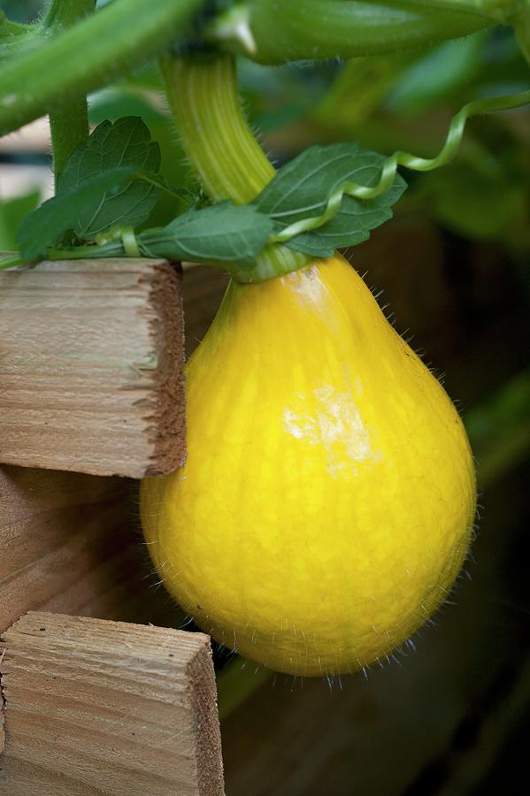 A Small Hokkaido Squash On The Plant In A Raised Bed Photograph by Gerlach, Hans
