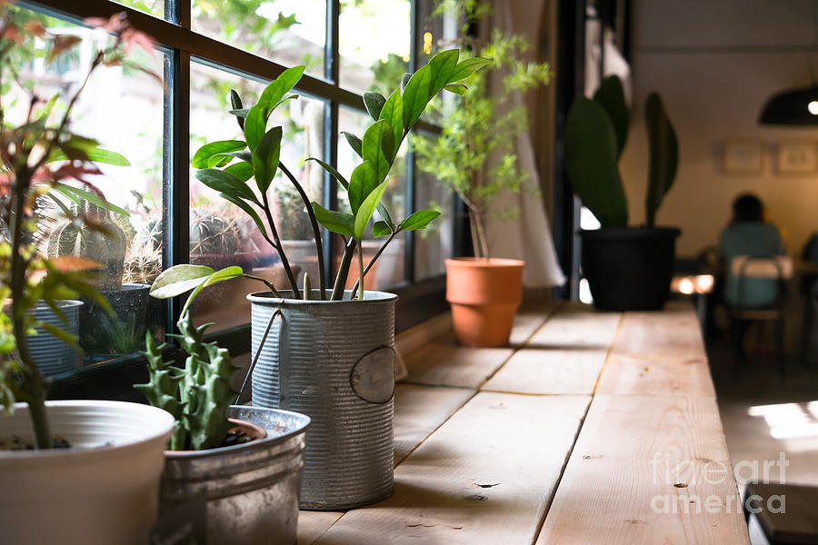 Space Photograph - A Small Plant Pot Displayed by Imnoom Space Photograph - A Small Plant Pot Displayed by Imnoom