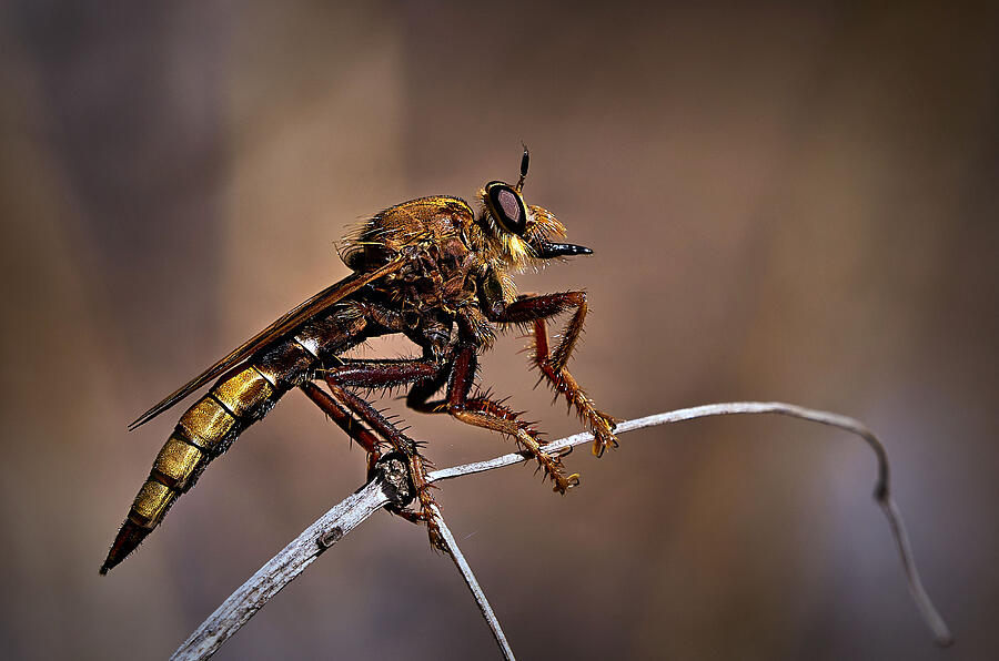 Insects Photograph - A Small Predator by Riccardo Mazzoni