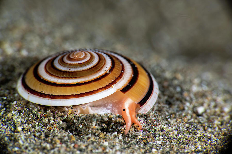 A Small Snail Lives Under The Sand But Photograph by Stocktrek Images