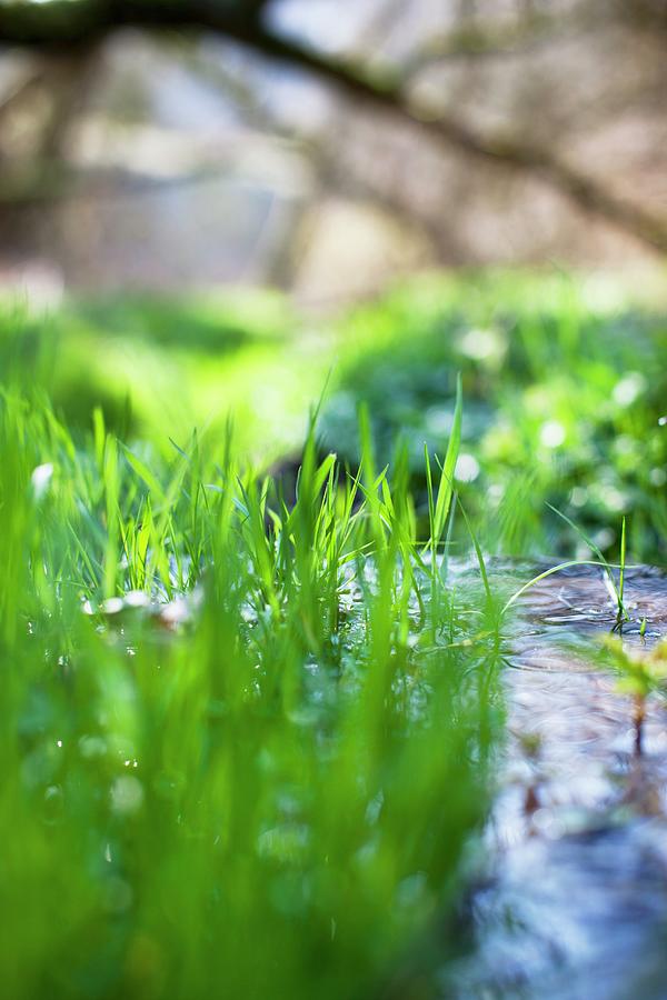 A Small Stream With Grass In The Sunlight Photograph by Sabine Lscher