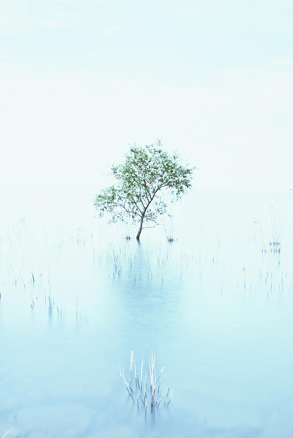 A Small Tree On The Lake Photograph by Copyrights(c) All Rights Reserved By Haruhisa Yamaguchi