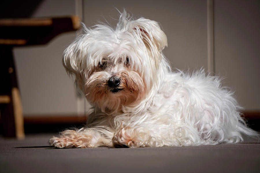 maltese dog small white
