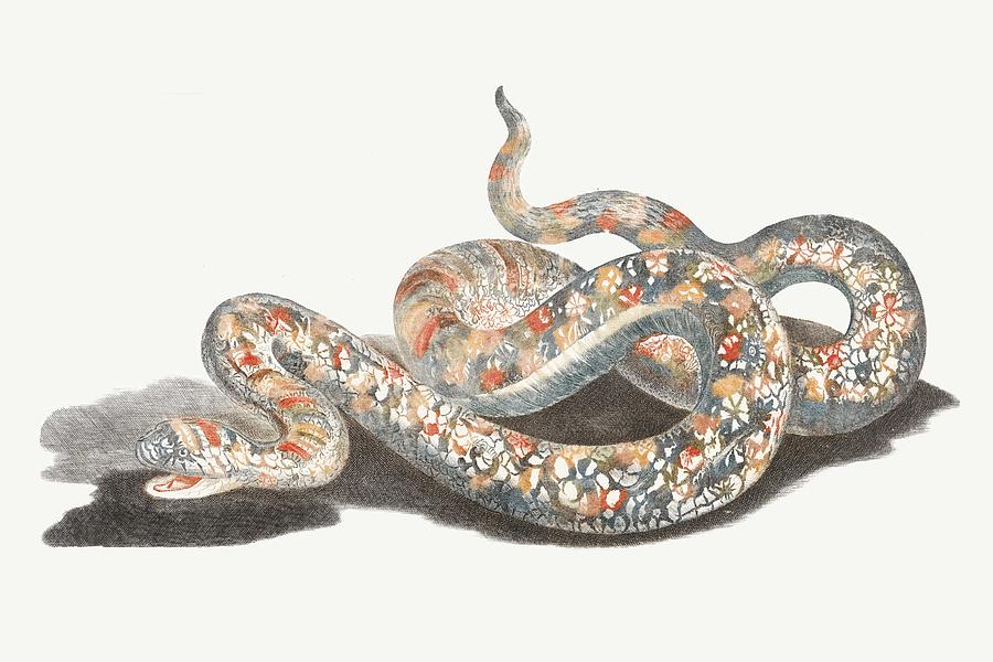 A Snake By Johan Teyler   1648-1709 Painting