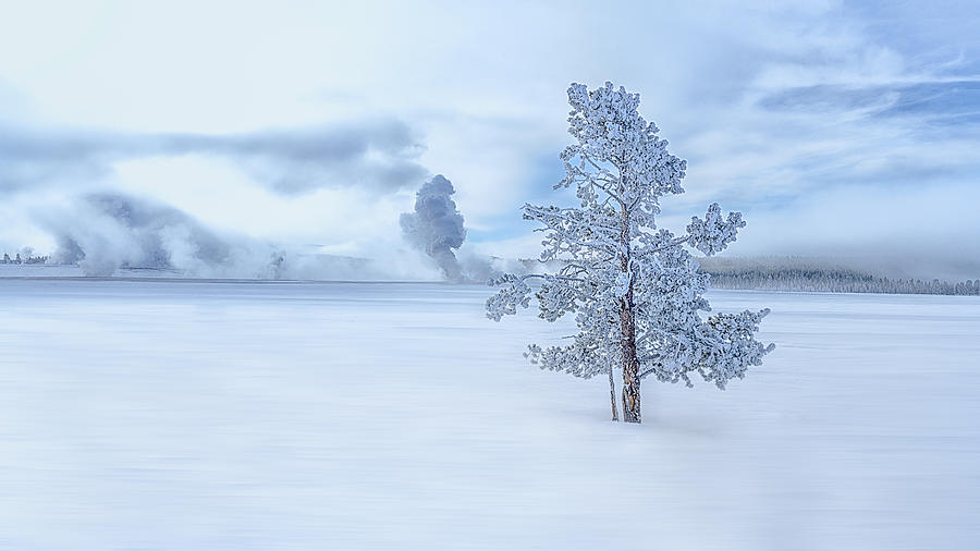 Winter Photograph - A Snow Covered Longly Tree by Siyu And Wei Photography