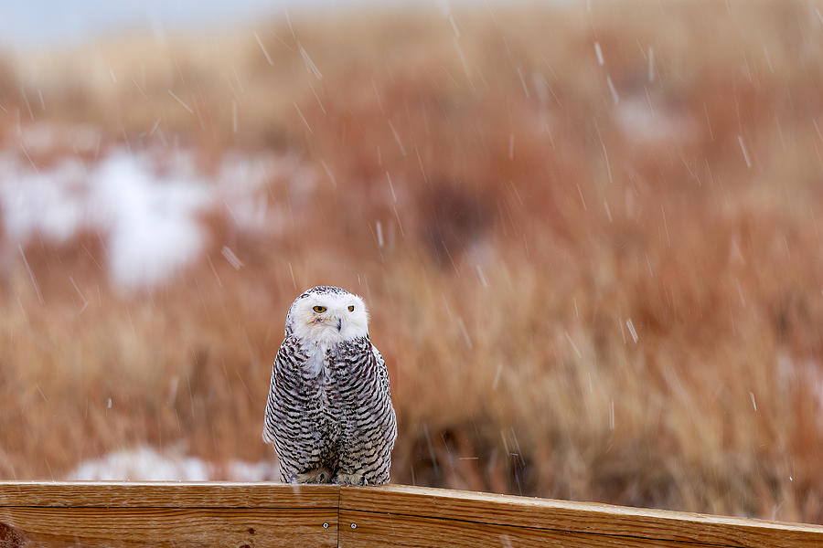 Owl Photograph - A Snowy Encounter by Johnny Chen