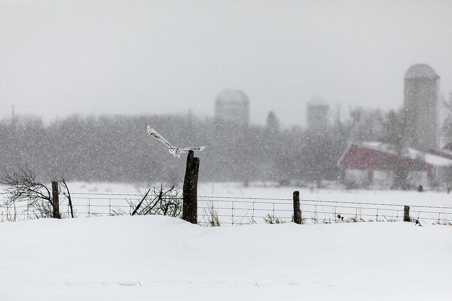 A Snowy in a Snow Storm Photograph by Mark Harrington