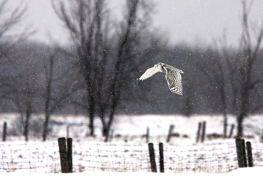 A Snowy Snowy Owl Photograph by Jim Cumming