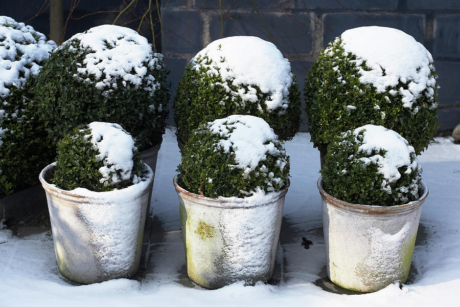 A Snowy Winter Scene In A Zen Garden With Boxwood Photograph by House Of Pictures / Kennet Havgaard