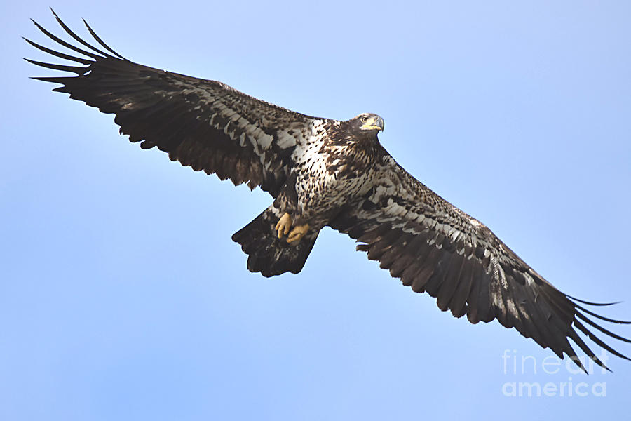 A Soaring Eagle Photograph by Sheila Lee