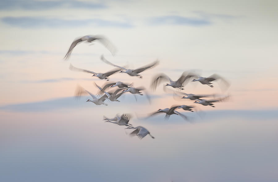Bird Photograph - A Soft Dream by Larry Deng