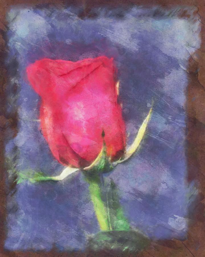 A Soft Rose for Emily by Mario Carini A Soft Rose for Emily by Mario Carini