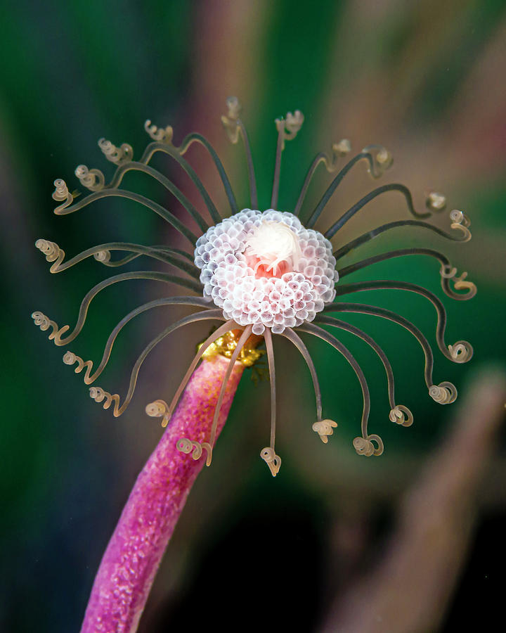 A Solitary Gorgonian In Its Beauty Photograph by Bruce Shafer