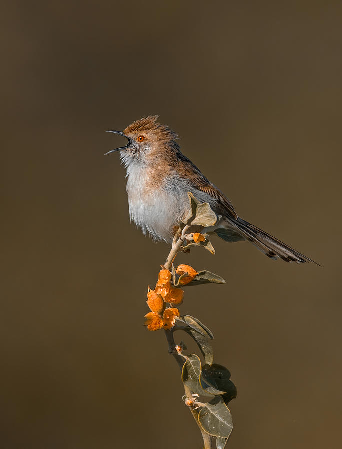 Bird Photograph - A Song To Early Light by Raad Btoush