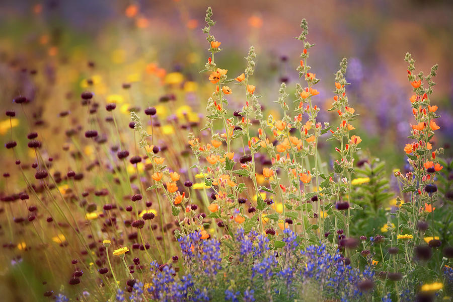 A Sonoran Desert Spring Bouquet  Photograph by Saija Lehtonen