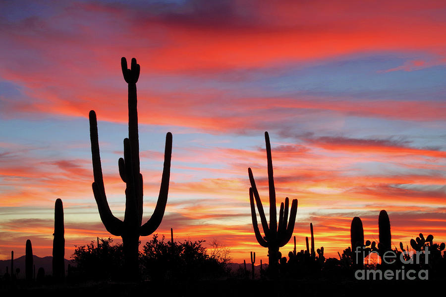 A Sonoran Desert Sunset Photograph by Douglas Taylor