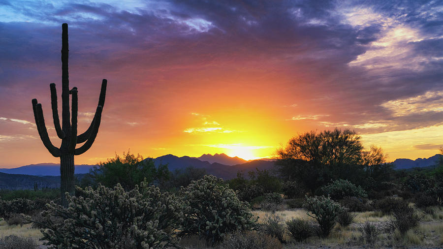 A Sonoran Morning Is Calling  Photograph by Saija Lehtonen