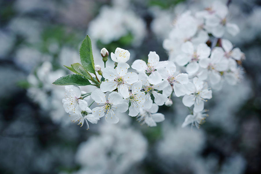 A Sour Cherry Tree In Bloom prunus Cerasus Photograph by Kati Neudert