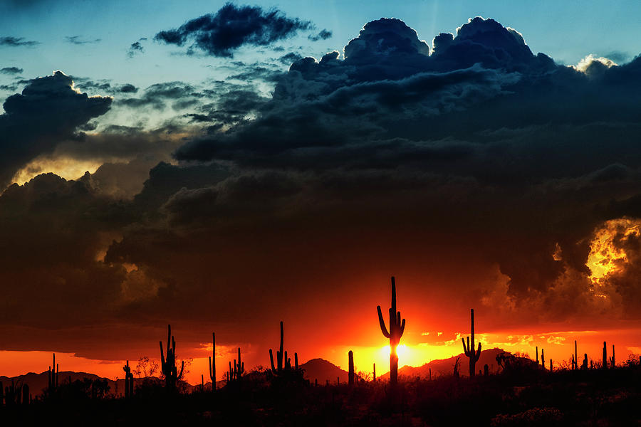 Sunset Photograph - A Southwestern Saguaro Sunset  by Saija Lehtonen