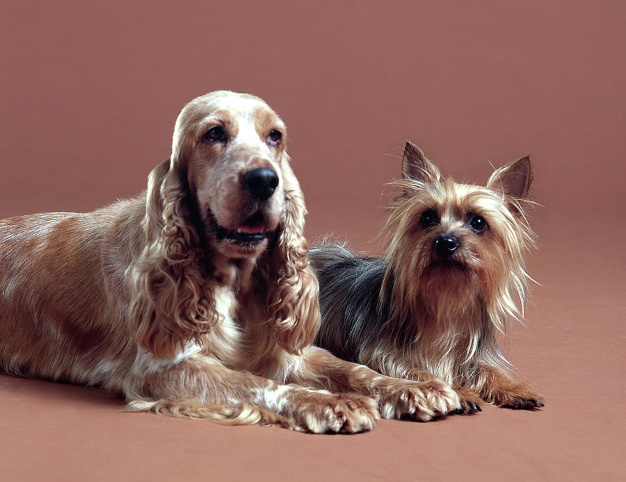 A Spaniel & A Terrier Photograph by Tom Kelley Archive