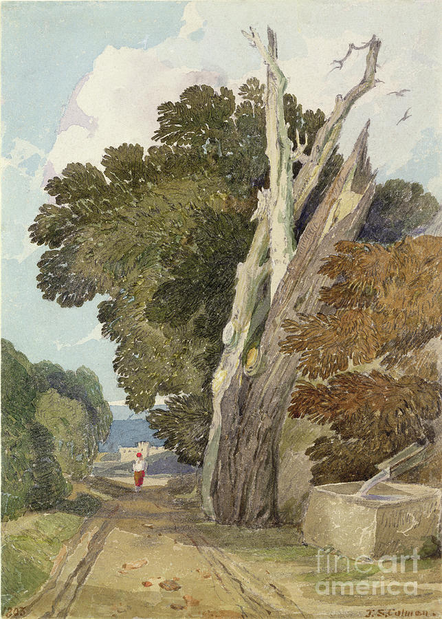 A Spanish Chestnut Tree Struck By Lightning Painting by John Sell