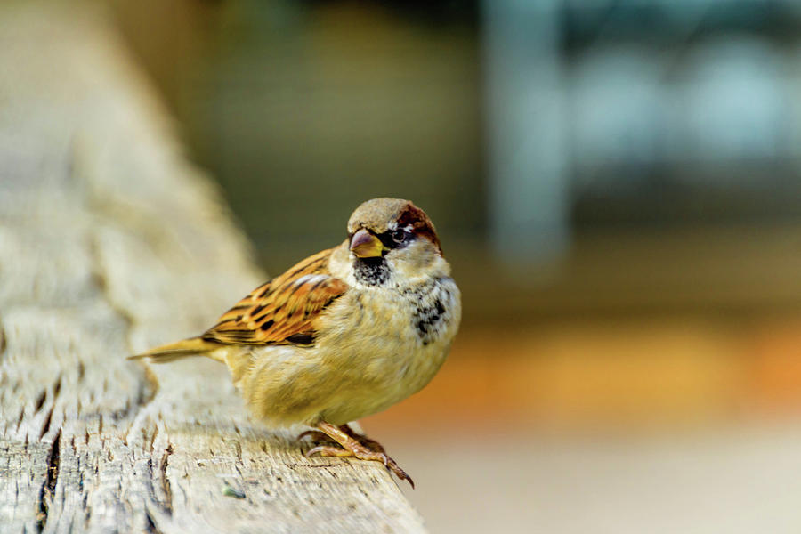 A Sparrow in the Fall Photograph by Marianne Clement