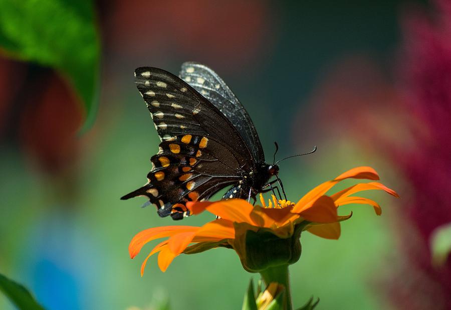 Dark Butterfly Photograph - A Special Lady by Terri Waselchuk