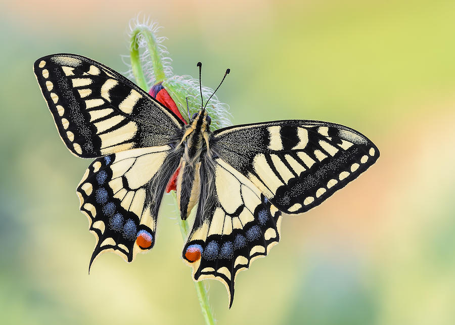 Butterfly Photograph - A Special Papilio by Raffaella Coreggioli
